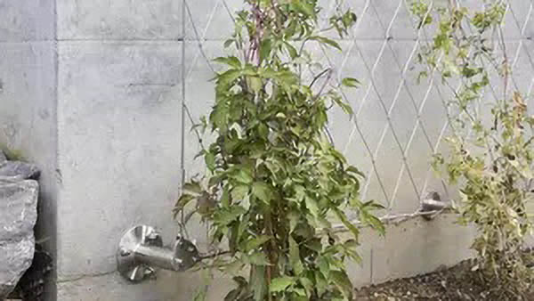 Sistema de fachada vegetal con enrejado de cable de acero inoxidable de Jakob