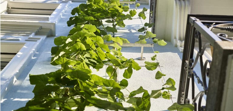 Hotel Alma – Fachadas verdes con protección contra incendio